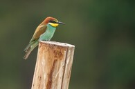 Vlha pestrá v jižních Čechách