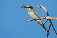 Vlha pestrá v jižních Čechách