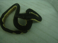 vodnář dvoubarevný