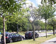 sakury v ulici V Olšinách