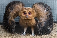 výreček filipínský