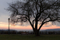 strom na Vyšehradě