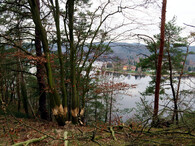 kroužkování stromů