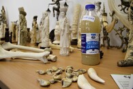 zuby a drápy z tygra