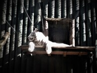 bílý tygr v Zoo Liberec