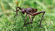 kobylka weta