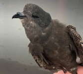 Buřníček žlutonohý