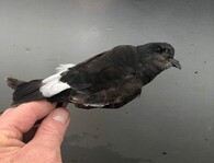 Buřníček žlutonohý