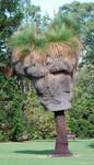 Xanthorrhoea