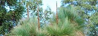 Xanthorrhoea