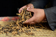 yatsa gunbu Ophiocordyceps sinensis