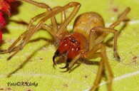 zápřednice jedovatá