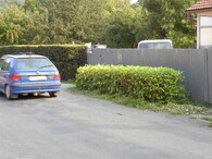 Křídlatka jako živý plot