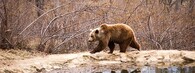 Medvěd v Zarnesti