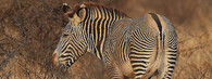 Zebra Grévyho
