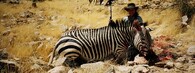 ulovená zebra
