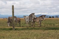 Zebry ve výběhu severních bílých nosorožců