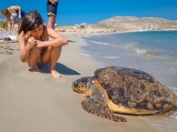 želva na pláži