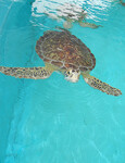Turtle Hospital na Floridě