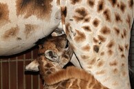 Žirafa Rothschildova