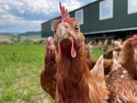 Slepice z mobilního kurníku