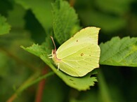 žluťásek řešetlákový