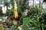 Zmijovec titánský v liberecké botanické zahradě