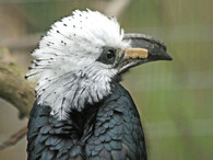 Zoborožec bělovlasatý