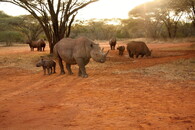 nosorožec dvourohý