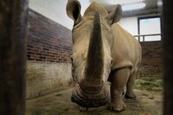 nosorožec tuponosý jižní