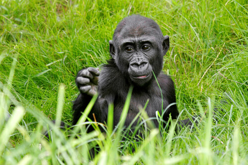 Moja bude mít ve Španělsku daleko větší prostor k životu než v pražské zoo.