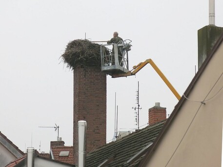 Úprava čapích hnízd v Dobřanech