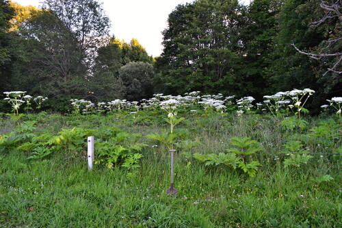 Bolševník velkolepý je skutečně velkolepý.