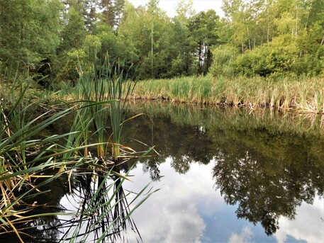 Tůň v Pískovně Hroznějovice s výskytem tří druhů čolků, užovky obojkové, vodomila temného a dalších brouků