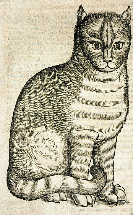 V díle Historiae animalium od Conrada Gessnera z let 1551–1558 se dočteme, že „kočičí píseň je s to dohnat člověka k šílenství“. To není zrovna lichotivé hodnocení pěveckých výkonů zamilovaných kocourů, ale kdo měl na zahradě koncem února dva nebo více kocourů, dá tomuto klasikovi přírodovědné literatury jistě za pravdu (za možnost reprodukovat tuto ilustraci z dnes již vzácného tisku děkujeme Strahovské knihovně v Praze).