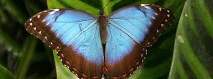 Skleníky botanické zahrady v Brně zaplní tropičtí motýli a jejich obdivovatelé Foto: Mendelova univerzita v Brně
