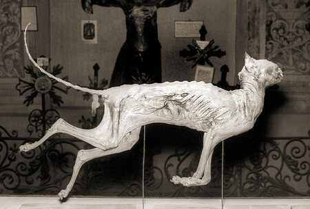 Ve středověku to neměly kočky v Evropě vůbec lehké. Na základě papežských ediktů byly kočky jako ďábelská stvoření upalovány samostatně či se svými majitelkami „usvědčenými“ z čarodějnictví, věšeny na šibenice, přibíjeny na vrata či zaživa zazdívány do základů budov (to, aby chránily dům před požárem a přinesly mu štěstí). Zatímco o jejich zabíjení při čarodějnických procesech máme jen písemné zprávy, mumie koček zazděných v budovách se vzácně dochovaly a můžeme je spatřit v některých muzeích.