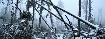 Foto: archiv Správy NP Šumava
