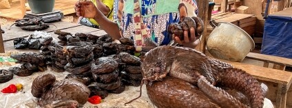 Foto: Miroslav Bobek / Zoo Praha
