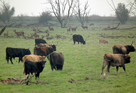 Při obnově pratura se využilo zpětného křížení současných plemen skotu. V nizozemském chráněném území v Oostvaardersplassen se „pratuři“ pohybují po celý rok.