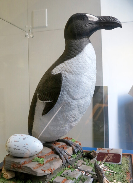 Alka velká obývající severní Atlantský oceán od Kanady po Velkou Británii byla vyhubena nejpozději v roce 1852. Obrázek přibližuje model v montrealském Biodomu.