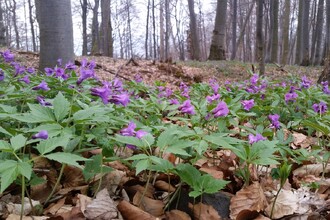 Kyčelnice žláznatá patří mezi druhy ohrožené v ČR malým areálem výskytu, většina populací je však chráněna územně.