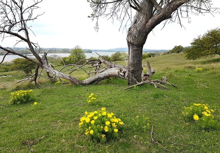 NPP Kněžičky již od r. 1948 chrání teplomilná stepní a lesostepní společenstva na slínovcovém podkladě. Zdejší populace hlaváčku jarního patří k nejpočetnějším v České republice.