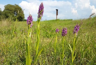 Bohatou populaci prstnatce pleťového a vstavače bahenního se podařilo před zničením uchránit vyhlášením NPP V jezírkách u Velimi.