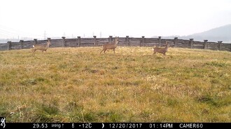 Ekodukt u Suchdola nad Odrou – místní části Kletné – je běžně využíván srnci obecnými. Zaznamenány byly i další běžné druhy, jako je prase divoké, liška obecná, zajíc polní, kuna sp. nebo daněk evropský. Foto bylo pořízeno během monitoringu v rámci projektu TransGREEN.