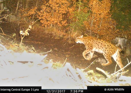 Rys ostrovid zachycený fotopastí v rámci projektu 3Lynx (Novohradské hory 2017).
