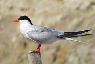 Přechodně chráněná plocha od roku 1998 účinně chránila hnízdiště rybáka obecného (Sterna hirundo) na jihočeském rybníku Dehtář.