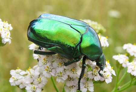 Zlatohlávek skvostný (Proteatia speciossima) je příkladem druhu, u něhož je místo ochrany jedinců, vhodnější ochrana biotopu a místní populace.