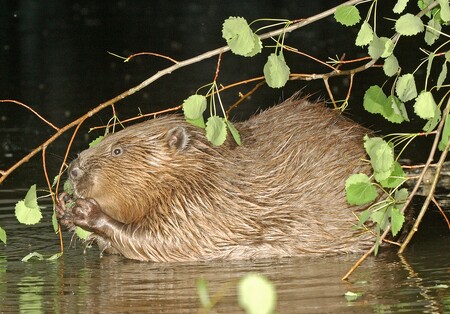 Obr. 1 - Bobry nejvyhledávanější dřevinou je topol osika.