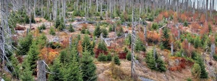 Foto: Pavla Čížková / Národní park Šumava